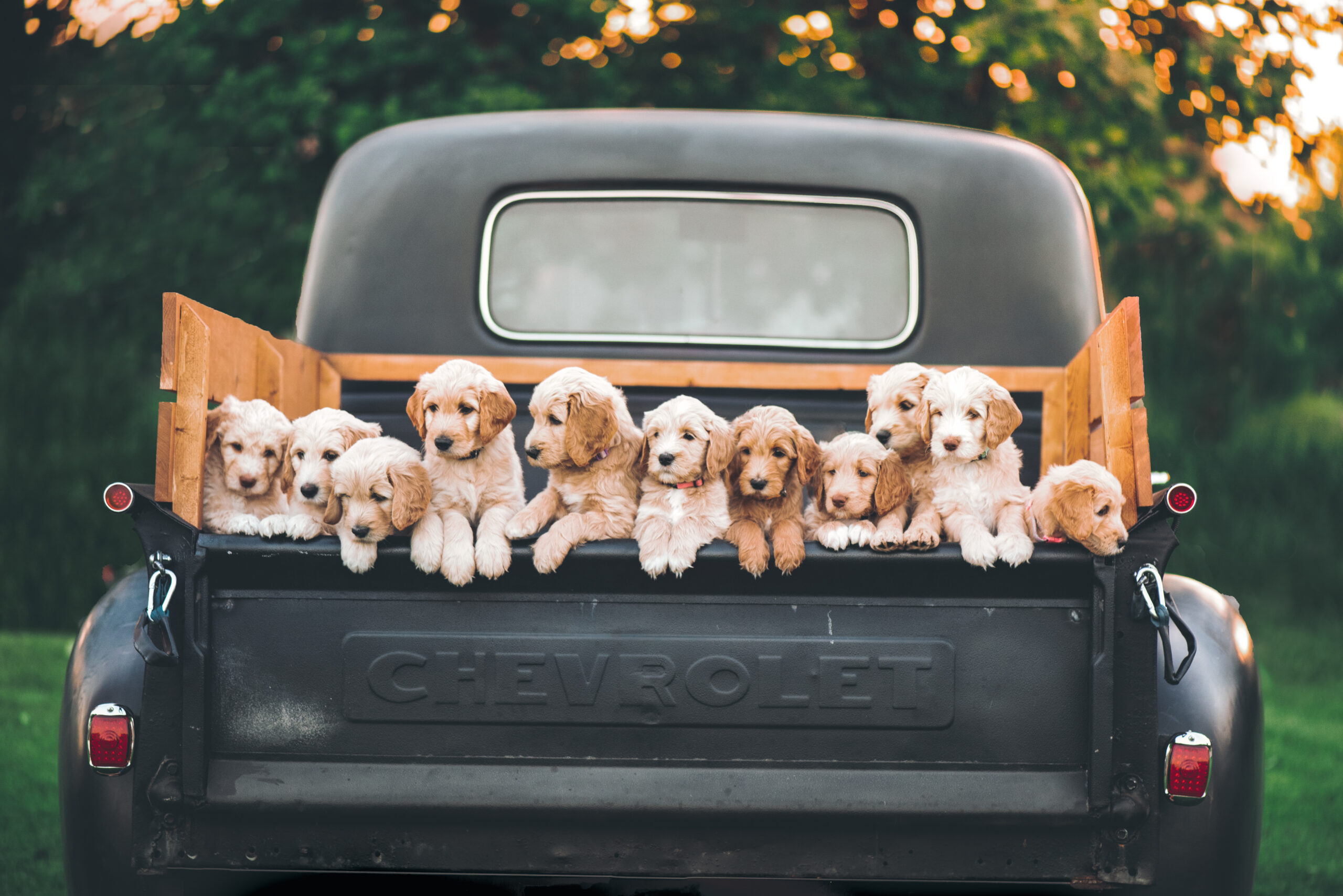 free puppies on craigslist