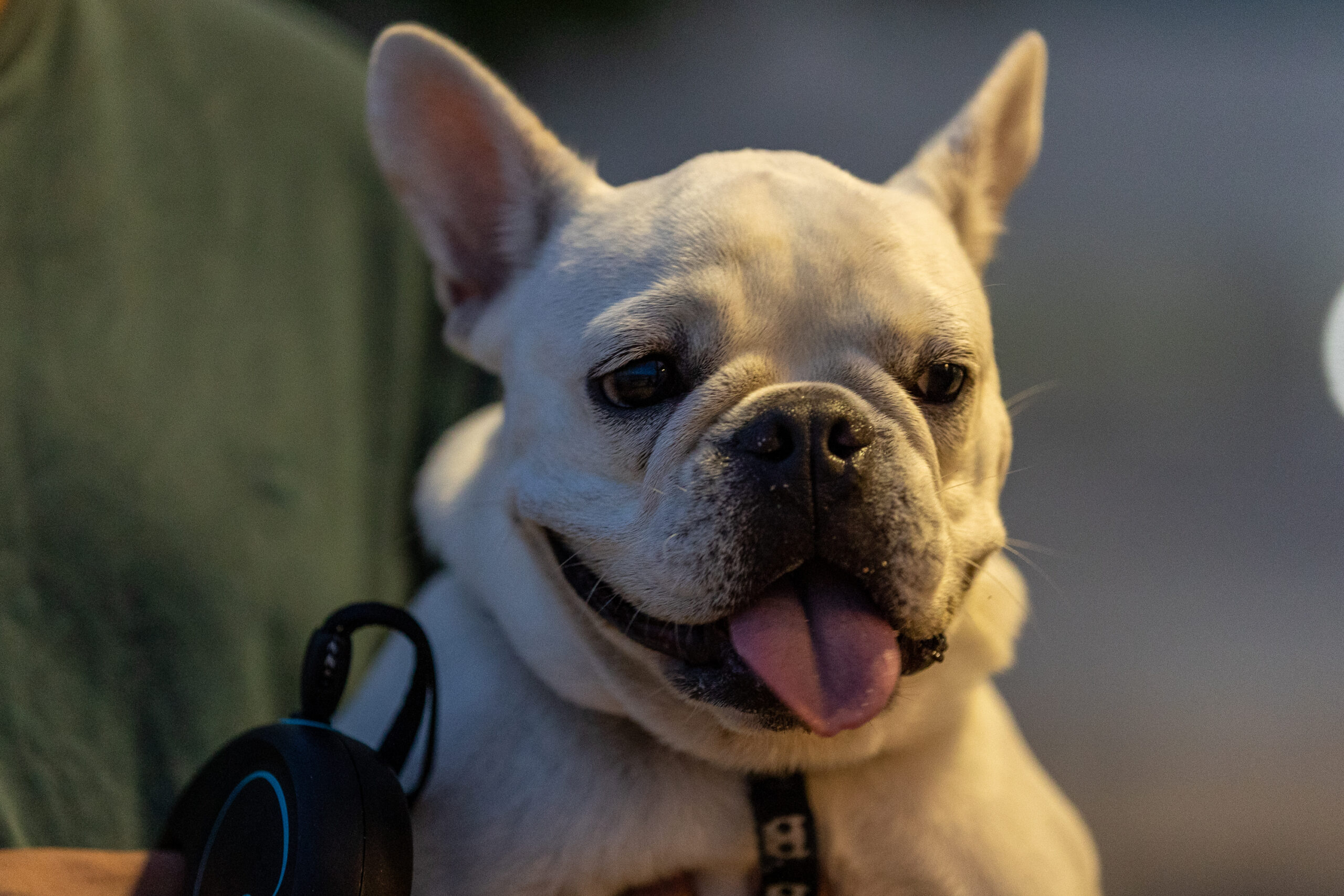 puppy finder com
